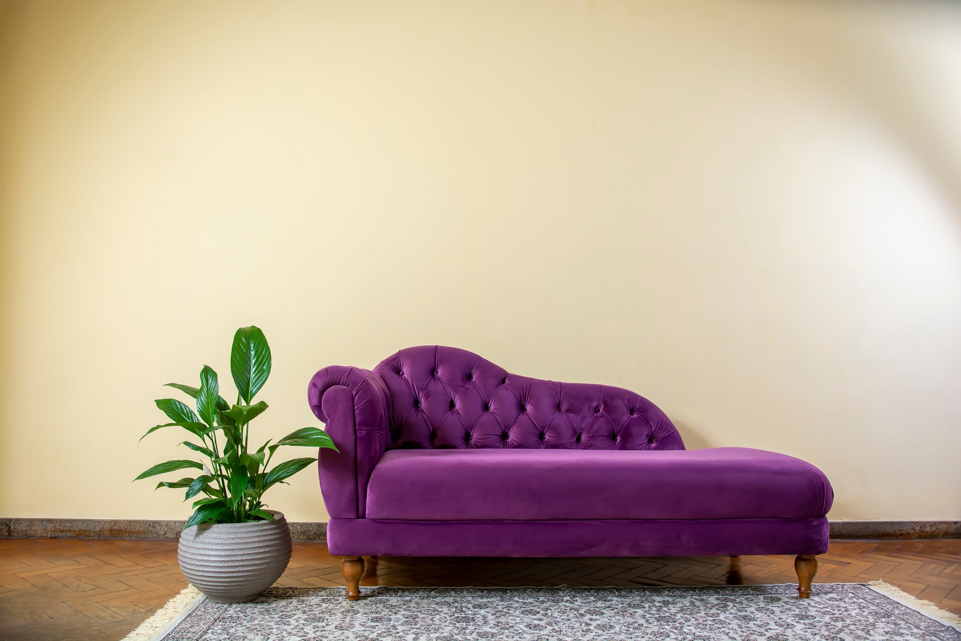 Recamier with green potted plant in retro room. Antique purple sofa in living room with rug, chaise longue in a light yellow wall